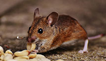gopher-and-mole-control Experts in Ft Hall